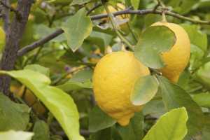 come-coltivare-i-limoni-in-vaso-3