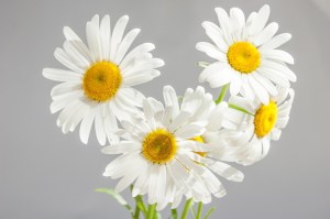 chamomile-685582_960_720