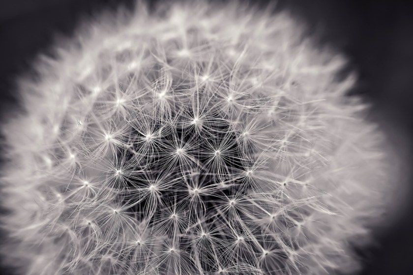 dandelion-2295441_960_720