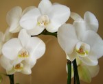 orchid-2908889_960_720