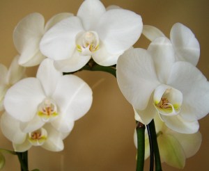 orchid-2908889_960_720