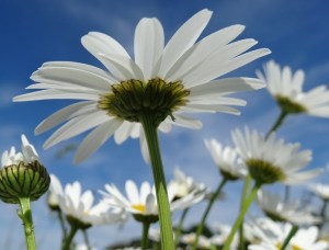 daisy-117003_960_720