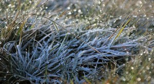 hoarfrost-3068798_960_720