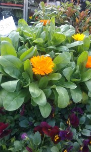 calendule