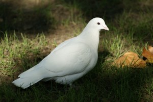 dove-1218474_960_720