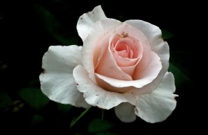 flower-3102718_960_720