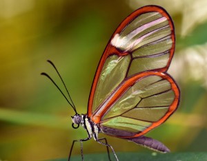 butterfly-3181771_960_720