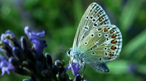 butterfly-3201864_960_720