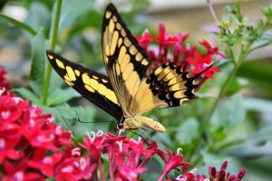 butterfly-3226128_960_720