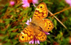 butterfly-day-3196857_960_720