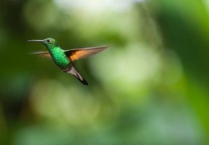 hummingbird-2139278_960_720
