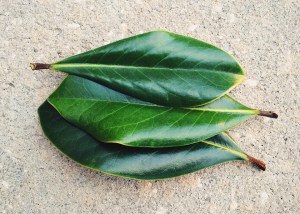 leaf-1864185_960_720