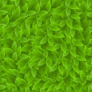 leaf-3220825_960_720