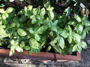 cellulare estate 2018 182