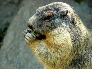 marmot-355742_960_720