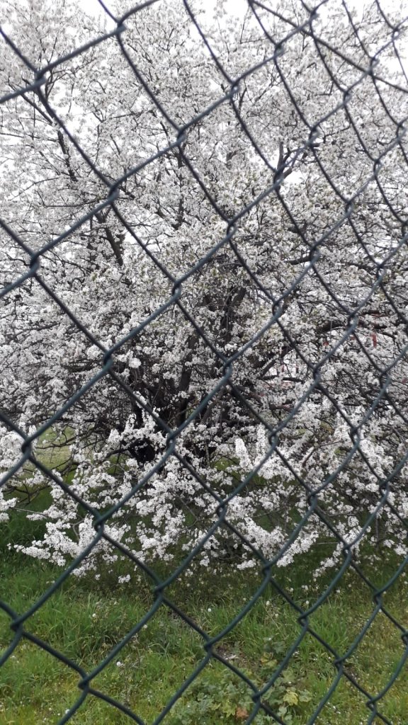 Questa immagine ha l'attributo alt vuoto; il nome del file è primavera-rossella.jpg